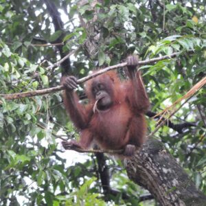 Sepilok Orang Utan Sancturay Sandakan | Borneo Dream Dive Shop