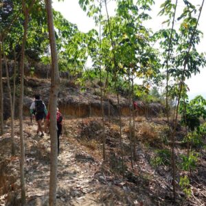 Jungle Trekking in Kiulu Valley, Sabah