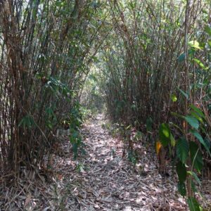 Jungle Trekking in Kiulu Valley, Sabah