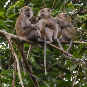 Explore the Klias Wetlands River Cuise Tour Kota Kinabalu