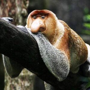 See and enjoy the wildlife of the Klias Wetlands River Cuise Tour Kota Kinabalu