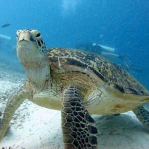 Turtle Island Tour Sandakan | Borneo Dream Dive Shop