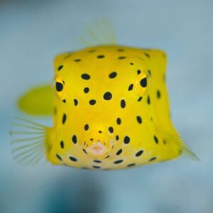 Dive Sipadan - Mataking Island, Reef Island Resort, Borneo, Malaysia