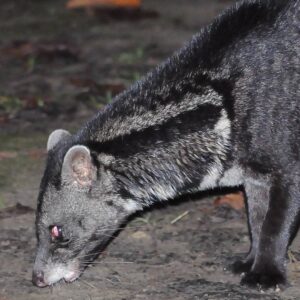 Tabin Wildlife Reserve - Nocturnal Wildlife