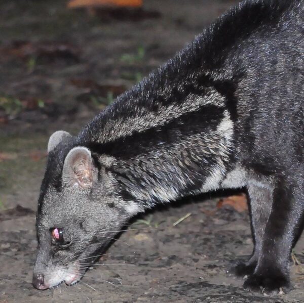 Tabin Wildlife Reserve - Nocturnal Wildlife