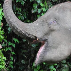 Tabin Wildlife Reserve - Bornean Pygmy Elephant