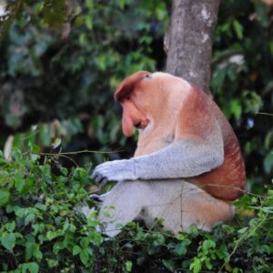 Tabin Wildlife Reserve - Proboscis Monkey