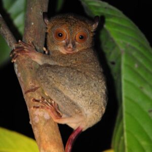 Western Tarsier | Kinabatangan Wildlife Sanctuary