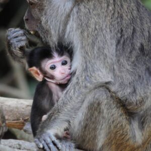 Macaques | Kinabatangan Wildlife Sanctuary