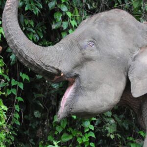 Turtle Island & Kinabatangan River Cruise Tour Sandakan | Borneo Dream Dive Shop