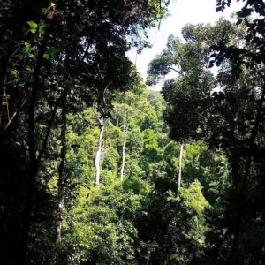 Pulau Gaya Jungle Trekking Day Tour