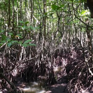 Pulau Gaya Jungle Trekking Day Tour