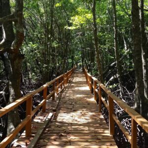 Pulau Gaya Jungle Trekking Day Tour