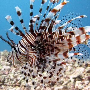 Scuba Diving at the Sutera Harbour Resort, Kota Kinabalu, Sabah