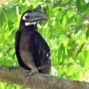 Bushy Crested Hornbill | Kinabatangan River