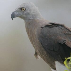 Greay Headed Fish Eagle | Birding Tours in Borneo