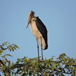 Lesser Adjutan | Kinabatangan River