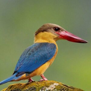 Stork-billed Kingfisher | Kinabatangan Wildlife Sanctuary