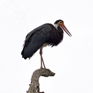 Storm's Stork | Birding in Borneo