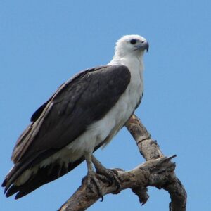 White Bellied Sea Eagle | Kinabatangan