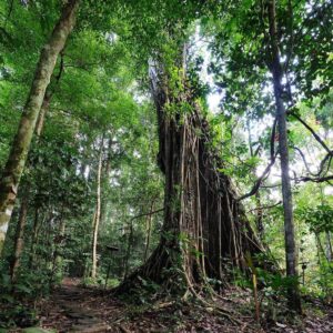 Nature trail near Borneo Rainforest Lodge