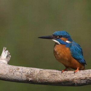 Common Kingfisher | Birding in Borneo