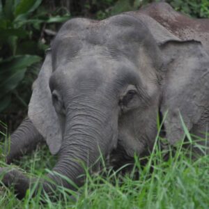 Bornean Pygmy Elephant