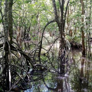 Mangroves in Sepilok Laut Trek area
