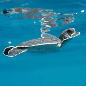 Baby turtle swim on surface with Borneo Dream