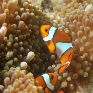 Marine conservation | Clown Fish