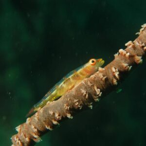 Goby, Marine conservation