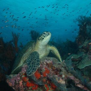 Marine and coral conservation in Sabah with Borneo Dream