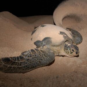 Nesting turtles in Sabah with Borneo Dream