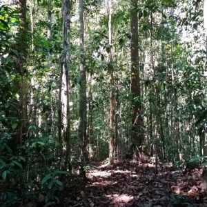 Tall trees in Sepilok Laut Forest Reserve Trek
