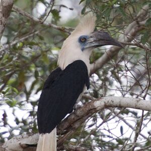 White Crowned Hornbill | Birds of Borneo