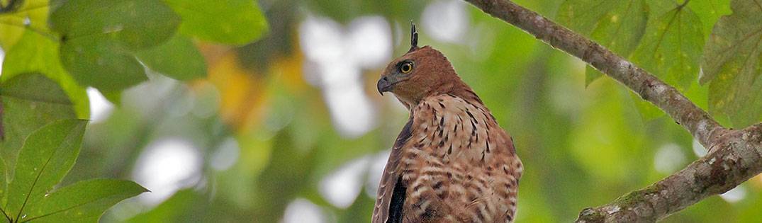 Wallace Hawk Eagle | Birds of Borneo