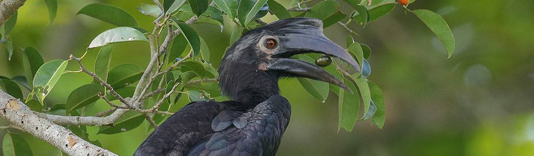 Black Hornbill | Kinabatangan River