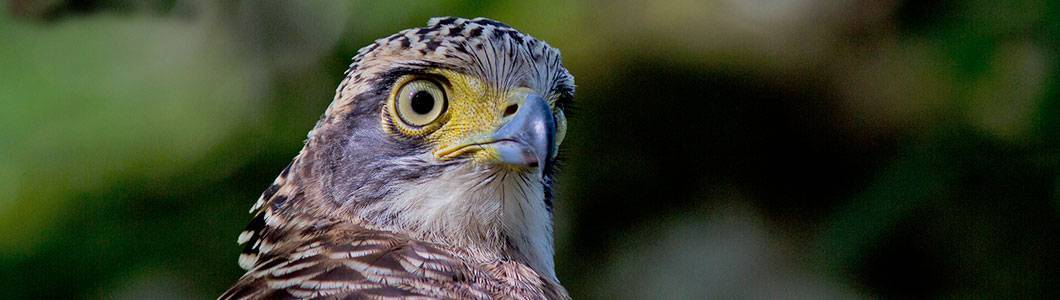 Tabin Wildlife Reserve - Crested Serpant Eagle