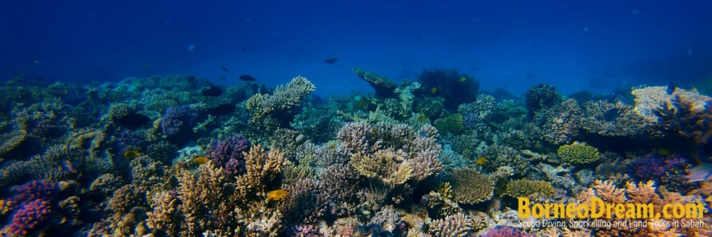 Reef fish, Private Charter in Kota Kinabalu with Borneo Dream.